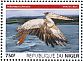 Pink-backed Pelican Pelecanus rufescens