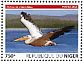 Great White Pelican Pelecanus onocrotalus