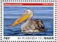 Great White Pelican Pelecanus onocrotalus