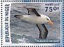 Black-browed Albatross Thalassarche melanophris