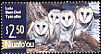 Eastern Barn Owl Tyto javanica  2001 Owls 