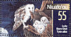 Eastern Barn Owl  Tyto javanica