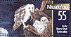 Eastern Barn Owl Tyto javanica