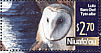 Eastern Barn Owl  Tyto javanica