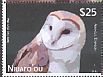 Eastern Barn Owl Tyto javanica