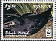 Black Petrel Procellaria parkinsoni