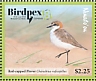 Red-capped Plover Anarhynchus ruficapillus