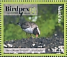 Shore Plover Charadrius novaeseelandiae  2018 Birdpex 