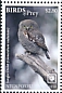 Jungle Owlet Glaucidium radiatum  2018 Birds of prey White frames