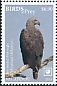 Grey-headed Fish Eagle Icthyophaga ichthyaetus  2018 Birds of prey White frames