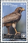 White-eyed Buzzard Butastur teesa  2018 Birds of prey White frames