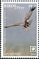 Western Marsh Harrier Circus aeruginosus