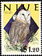 Eastern Barn Owl Tyto javanica