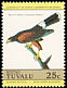 Harris's Hawk Parabuteo unicinctus  1985 Audubon 