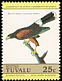 Harris's Hawk Parabuteo unicinctus