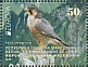 Peregrine Falcon Falco peregrinus