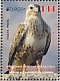 Long-legged Buzzard Buteo rufinus  2019 Europa  MS