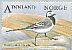 White Wagtail Motacilla alba