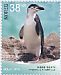 Chinstrap Penguin Pygoscelis antarcticus