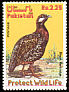 Black Francolin Francolinus francolinus