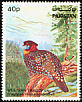 Western Tragopan Tragopan melanocephalus