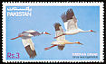 Siberian Crane Leucogeranus leucogeranus