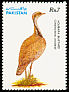 Macqueen's Bustard Chlamydotis macqueenii