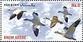 Snow Goose Anser caerulescens  2012 Migratory birds 