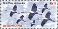 Siberian Crane Leucogeranus leucogeranus  2012 Migratory birds 