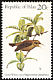 Giant White-eye Megazosterops palauensis  1983 Birds 