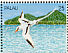 White-tailed Tropicbird Phaethon lepturus