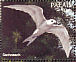 White Tern  Gygis alba