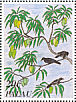 Micronesian Starling  Aplonis opaca