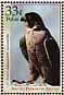 Peregrine Falcon Falco peregrinus