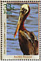 Brown Pelican Pelecanus occidentalis