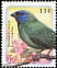 Blue-faced Parrotfinch Erythrura trichroa