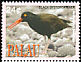 Black Oystercatcher Haematopus bachmani  2006 Birds 