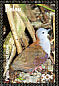 Palau Ground Dove Pampusana canifrons