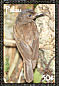 Morningbird Pachycephala tenebrosa