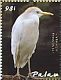 Western Cattle Egret Bubulcus ibis