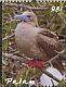 Red-footed Booby Sula sula