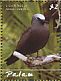 Brown Noddy Anous stolidus