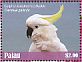 Sulphur-crested Cockatoo Cacatua galerita