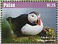 Atlantic Puffin Fratercula arctica