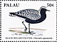 Grey Plover Pluvialis squatarola