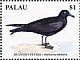 Bulwer's Petrel Bulweria bulwerii