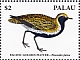 Pacific Golden Plover Pluvialis fulva