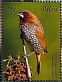 Scaly-breasted Munia Lonchura punctulata  2018 Beautiful birds Sheet