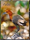 Slaty-legged Crake Rallina eurizonoides