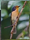 Palau Flycatcher Myiagra erythrops  2018 Beautiful birds Sheet